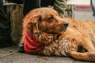 Hundeschule Niederrhein