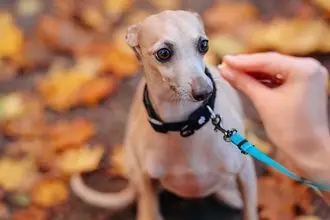 Hundeschule Niemegk