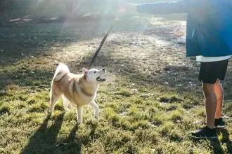 Hundeschule Oberfranken