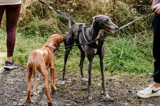 Hundeschule Ostfriesland