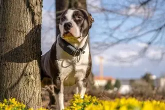 Hundeschule Peuerbach