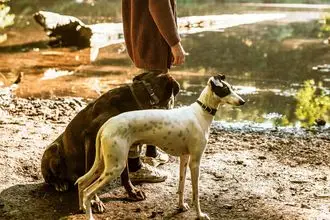 Hundeschule Pritzwalk