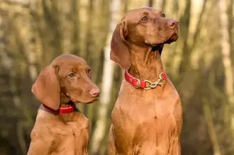 Hundeschule Raguhn Jeßnitz