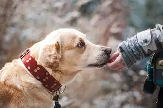 Hundeschule Ranis