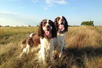 Hundeschule Rapperwil