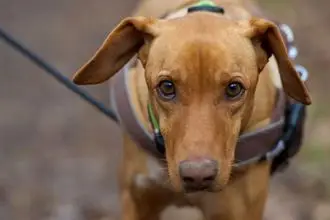 Hundeschule Rastatt