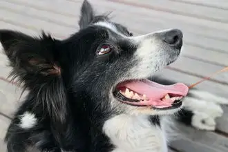 Hundeschule Renningen
