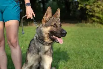 Hundeschule Rethem