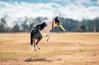 Hundeschule Rhede