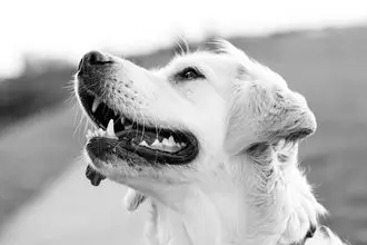 Hundeschule Rheinau