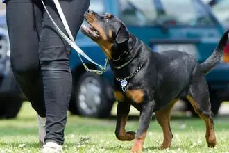 Hundeschule Rheinberg