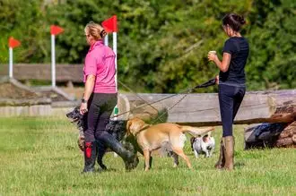Hundeschule Rheinland Pfalz