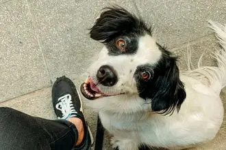 Hundeschule Richtenberg