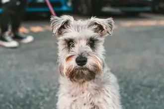 Hundeschule Riehen