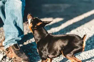 Hundeschule Rothenfels