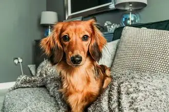 Hundeschule S Wendel