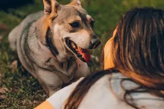Hundeschule Scheibbs