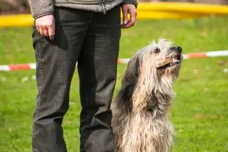 Hundeschule Schleswig