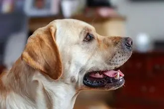 Hundeschule Sebnitz
