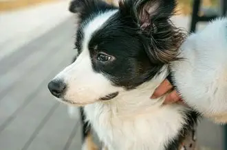 Hundeschule Seeland