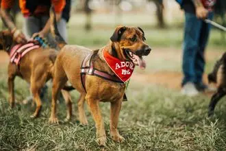 Hundeschule Sendenhorst