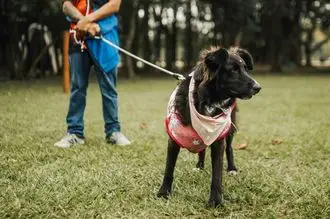 Hundeschule Senftenberg