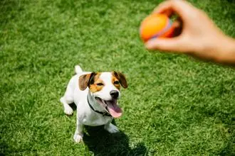 Hundeschule Sitten