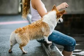 Hundeschule Soest