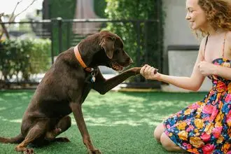 Hundeschule Solothurn
