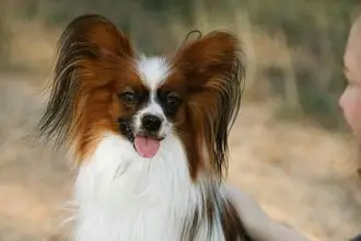 Hundeschule Sonthofen