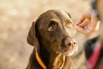 Hundeschule Speyer