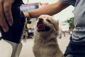 Hundeschule Stadl Paura