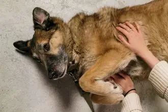Hundeschule Stavenhagen
