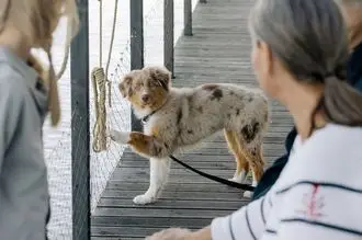 Hundeschule Steiermark