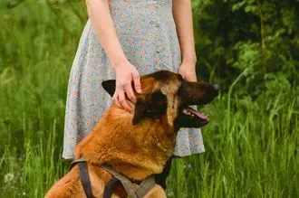Hundeschule Stralsund