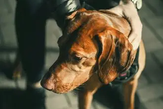 Hundeschule Strehla