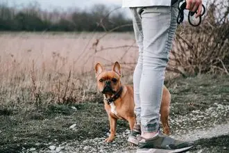 Hundeschule Taunusstein