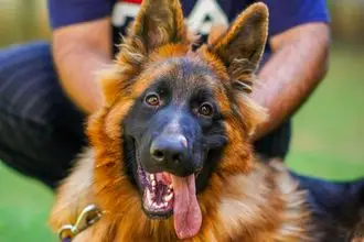 Hundeschule Teltow