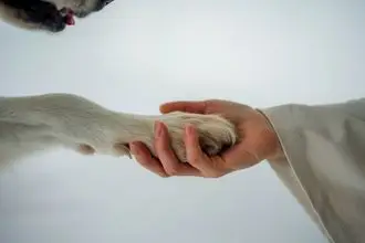 Hundeschule Templin