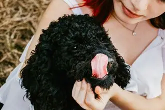 Hundeschule Teublitz