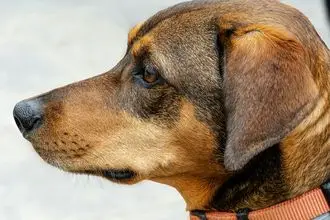 Hundeschule Thun