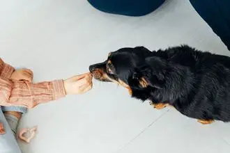 Hundeschule Trebbin