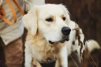 Hundeschule Treuen