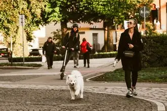 Hundeschule Treuenbrietzen