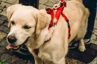 Hundeschule Triberg