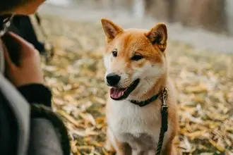 Hundeschule Uebigau Wahrenbrück