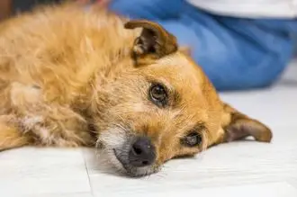 Hundeschule Uffenheim