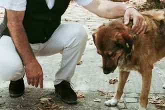 Hundeschule Unterschleißheim