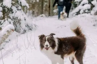 Hundeschule Veringenstadt