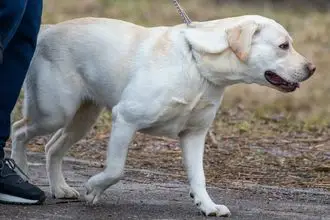 Hundeschule Villingen Schwenningen